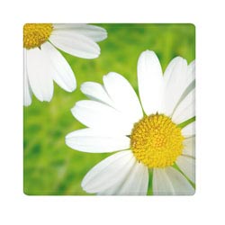 ����� PAQUERETTE 29,5 ��