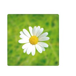 ������� �������� PAQUERETTE